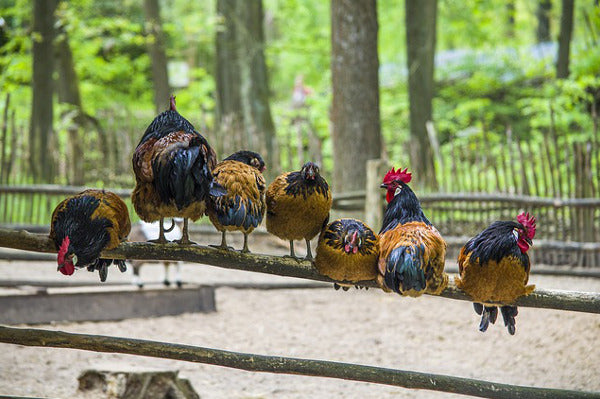 7 raisons d'avoir ses propres poules