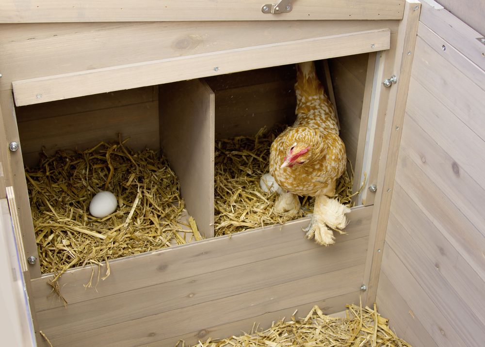 Poulailler 2 poules BILLIE en bois 1,5 m² - Forest Style